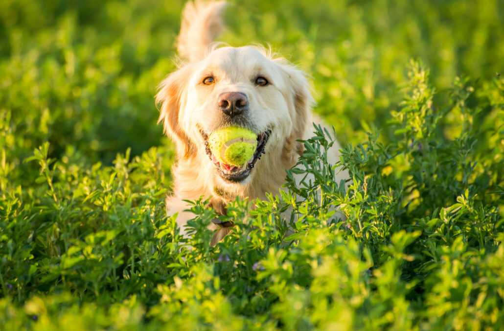 responsible pet ownership